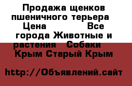 Продажа щенков пшеничного терьера › Цена ­ 30 000 - Все города Животные и растения » Собаки   . Крым,Старый Крым